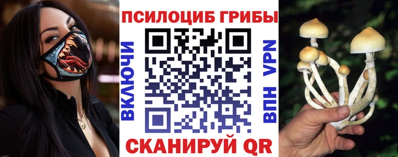 Купить закладки  Кубинка  Псилоцибиновые грибы Psilocybe 